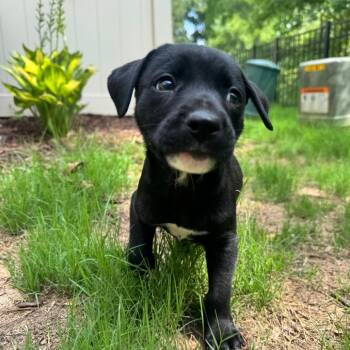 Dan -  Pit Bull Terrier and Mixed Breed Dog for Adoption in Durham, North Carolina - Dan | PetCurious