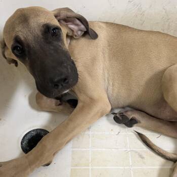Pluto -  Cane Corso and Mixed Breed Dog for Adoption in Palestine, Texas - Pluto | PetCurious