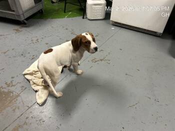 Treeing Walker Coonhound and Mixed Breed Dogs Available for Adoption - A378240 | PetCurious
