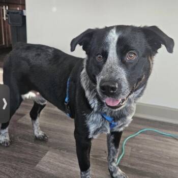 Duke -  Cattle Dog and Labrador Retriever Dog for Adoption in Mansfield, Texas - Duke | PetCurious