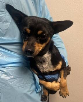 Rescue Chihuahua and Mixed Breed Dogs for Adoption in Fresno, California - Frodo | PetCurious