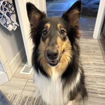 Collie Dogs Available for Adoption in Dublin, Ohio - Stevie Nicks-adoption Pending | PetCurious