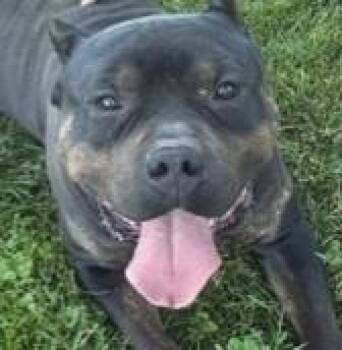Grimm -  American Bully Dog for Adoption in Pasco, Washington - Grimm | PetCurious