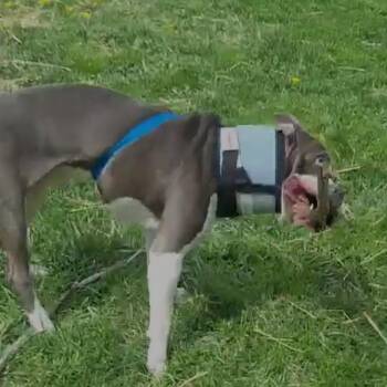 American Staffordshire Terrier Dogs Available for Adoption in Normal, Illinois - Bruce | PetCurious