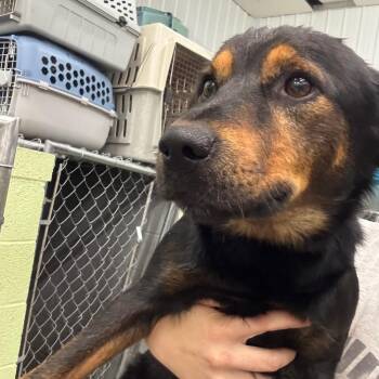 Thunder -  Mixed Breed Dog for Adoption in Corbin, Kentucky - Thunder | PetCurious