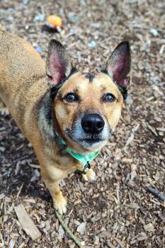 Bamboo -  Mixed Breed Dog for Adoption in Cincinnati, Ohio - Bamboo | PetCurious