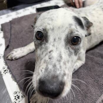 Rolly -  Mixed Breed Dog for Adoption in Milton, Florida - Rolly | PetCurious