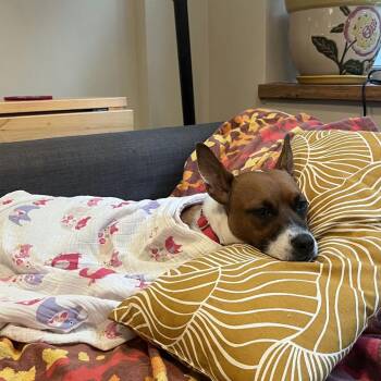 Cassie -  Retriever Dog for Adoption in New York, New York - Cassie | PetCurious