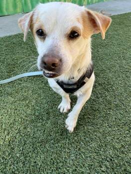 Rescue Chihuahua Dogs for Adoption in Phoenix, Arizona - Phlox | PetCurious