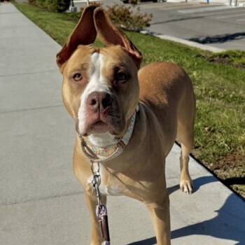 Rescue Pit Bull Terrier and Mixed Breed Dogs for Adoption in Wheaton, Illinois - Polka Dot | PetCurious