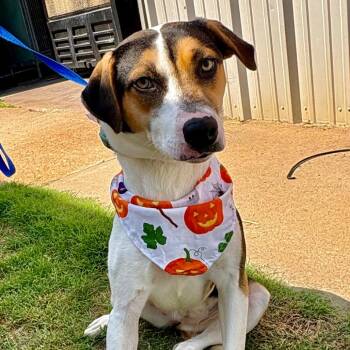 Libby -  Hound and Mixed Breed Dog for Adoption in Tulsa, Oklahoma - Libby | PetCurious