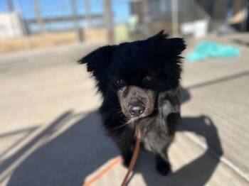 Pomeranian Dogs Available for Adoption - Rocky | PetCurious