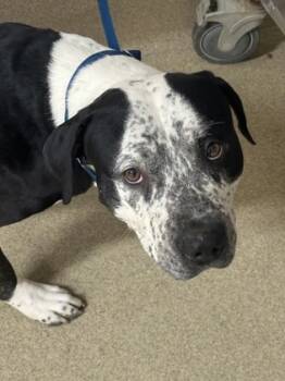 Rescue Mixed Breed Dogs for Adoption in Fort Worth, Texas - 59724249 | PetCurious