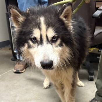 Rescue Husky and Chihuahua Dogs for Adoption in Yuma, Arizona - McConaughey | PetCurious