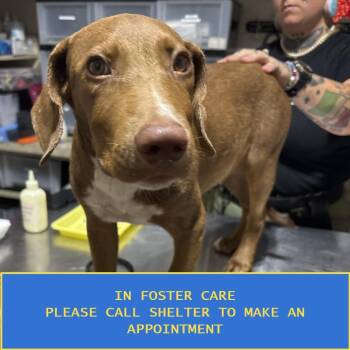 Scout (Kona) -  Mixed Breed Dog for Adoption in Milton, Florida - Scout (Kona) | PetCurious