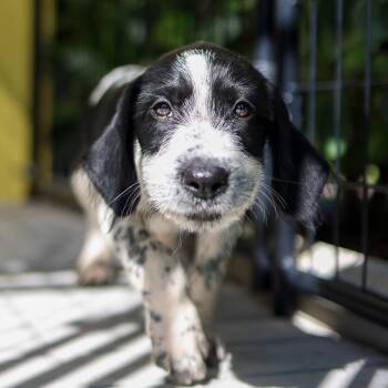 Riley -  Spaniel and Mixed Breed Dog for Adoption in Bradenton, Florida - Riley | PetCurious
