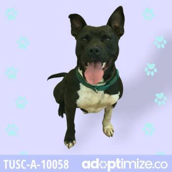 Tuck -  Pit Bull Terrier and Mixed Breed Dog for Adoption in Tuscaloosa, Alabama - Tuck | PetCurious