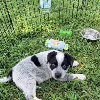 Panda -  Australian Cattle Dog Blue Heeler and Great Pyrenees Dog for Adoption in Columbia, Maryland - Panda | PetCurious