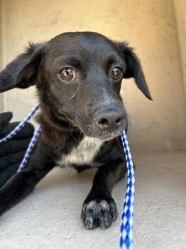Cable -  Chihuahua Dog for Adoption in Victorville, California - Cable | PetCurious