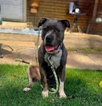Grace -  Pit Bull Terrier Dog for Adoption in Broken Arrow, Oklahoma - Grace | PetCurious