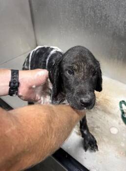 Squirt -  Labrador Retriever and Mixed Breed Dog for Adoption in Bowling Green, Kentucky - Squirt | PetCurious