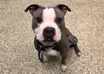 Pit Bull Terrier Dogs Available for Adoption - RAIDER | PetCurious