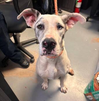 Achille -  Great Dane Dog for Adoption in Stillwater, Oklahoma - Achille | PetCurious