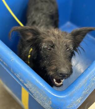 Rescue Mixed Breed Dogs for Adoption in Dallas, Texas - CHELSEA | PetCurious