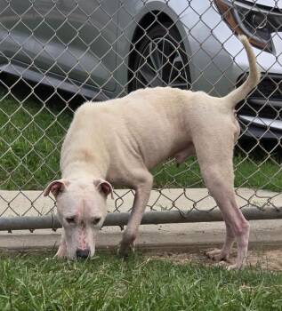Jumper -  Pit Bull Terrier Dog for Adoption in Humble, Texas - Jumper | PetCurious