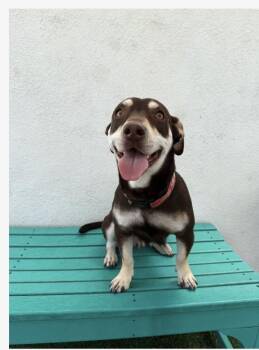 Rescue Mixed Breed Dogs for Adoption in Los Angeles, California - Peaches | PetCurious