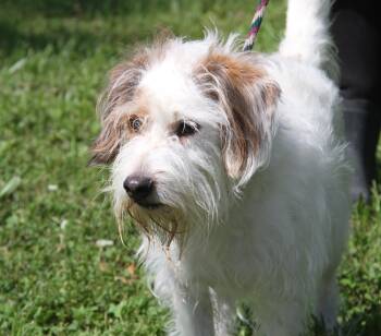 Jeremiah (Photos June 23rd 2026) -  Terrier Dog for Adoption in Marietta, Ohio - Jeremiah (Photos June 23rd 2026) | PetCurious