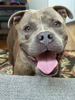 Rescue Mixed Breed Dogs for Adoption in Miamitown, Ohio - Felipe | PetCurious