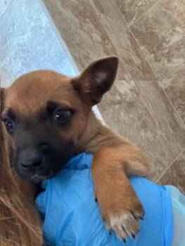 Australian Cattle Dog Blue Heeler Dogs Available for Adoption - Chanterelle | PetCurious