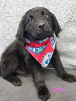 Latte -  Labrador Retriever Dog for Adoption in Sedalia, Colorado - Latte | PetCurious