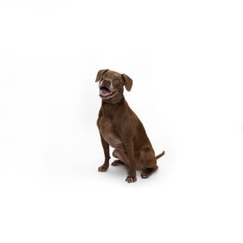 Taro -  Labrador Retriever Dog for Adoption in Los Angeles, California - Taro | PetCurious
