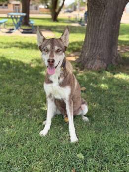 Rescue Husky Dogs for Adoption in Lubbock, Texas - Misha | PetCurious