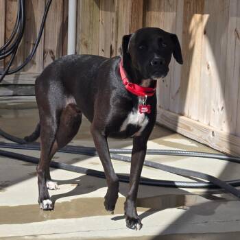 Knuckles -  American Staffordshire Terrier Dog for Adoption in Freeport, Florida - Knuckles | PetCurious