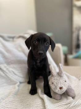 Pea -  Labrador Retriever and Hound Dog for Adoption in Rock Hill, South Carolina - Pea | PetCurious