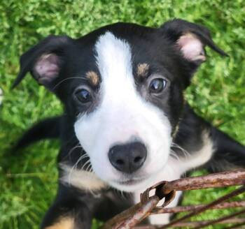 Collie Dogs Available for Adoption - Shirley | PetCurious