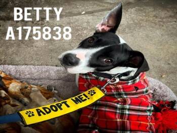 BETTY -  Pit Bull Terrier and Mixed Breed Dog for Adoption in Tulsa, Oklahoma - BETTY | PetCurious