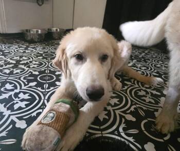 Harris SAT -  Great Pyrenees Dog for Adoption in Quinlan, Texas - Harris SAT | PetCurious