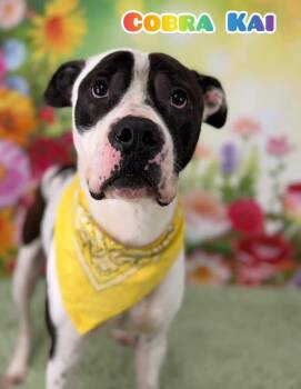 Mixed Breed Dogs Available for Adoption in Flint, Michigan - Cobra Kai | PetCurious