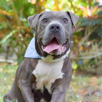 Rescue Mixed Breed Dogs for Adoption in Kailua-kona, Hawaii - Blue | PetCurious