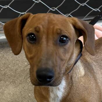 Bruno -  Mixed Breed Dog for Adoption in Las Cruces, New Mexico - Bruno | PetCurious
