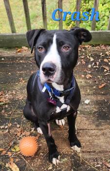Rescue American Staffordshire Terrier Dogs for Adoption in Washington, Pennsylvania - Crash | PetCurious
