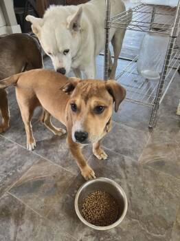 Hound and Labrador Retriever Dogs Available for Adoption - Creek | PetCurious