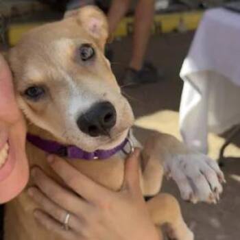 Zephyr -  Yellow Labrador Retriever and Shepherd Dog for Adoption in Austin, Texas - Zephyr | PetCurious