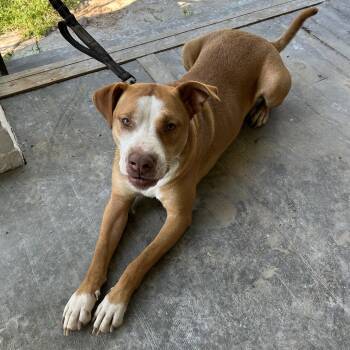 Pit Bull Terrier Dogs Available for Adoption - Oscar | PetCurious