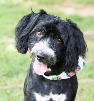Roe -  Aussiedoodle Dog for Adoption in Franklin, Tennessee - Roe | PetCurious