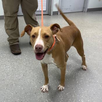 Vega -  Vizsla and American Staffordshire Terrier Dog for Adoption in Bardstown, Kentucky - Vega | PetCurious